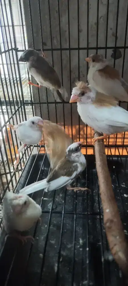 Burung pipit jepang perekor