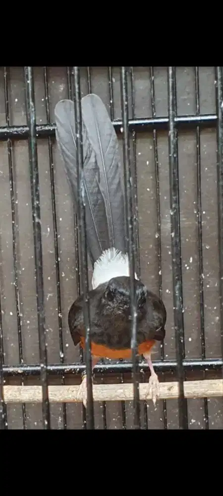 Betina Murai Batu Bahorok