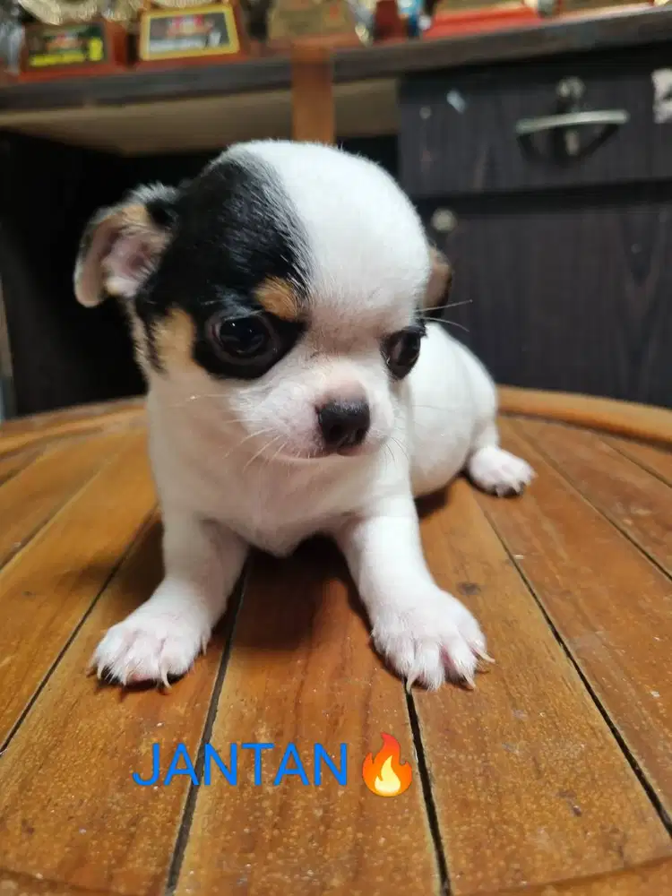 Puppies Mini Chihuahua PURE