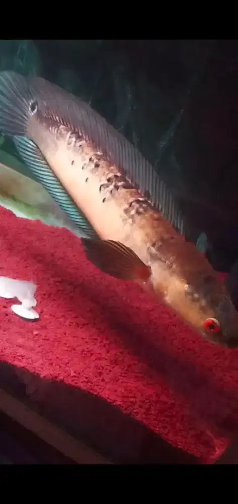 Channa Red Barito size kurleb 40cm