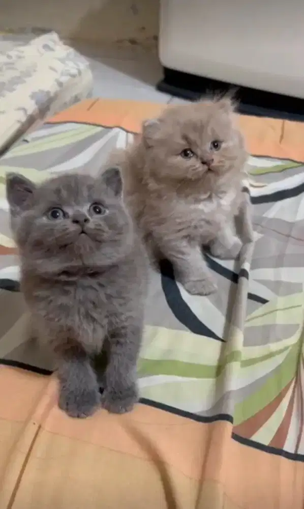 British Long Hair n Short Hair