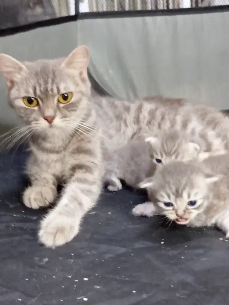 British Shorthair Blue Tabby+anak 2