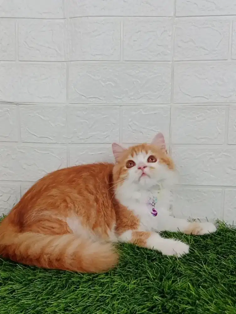 Kucing Persia Medium