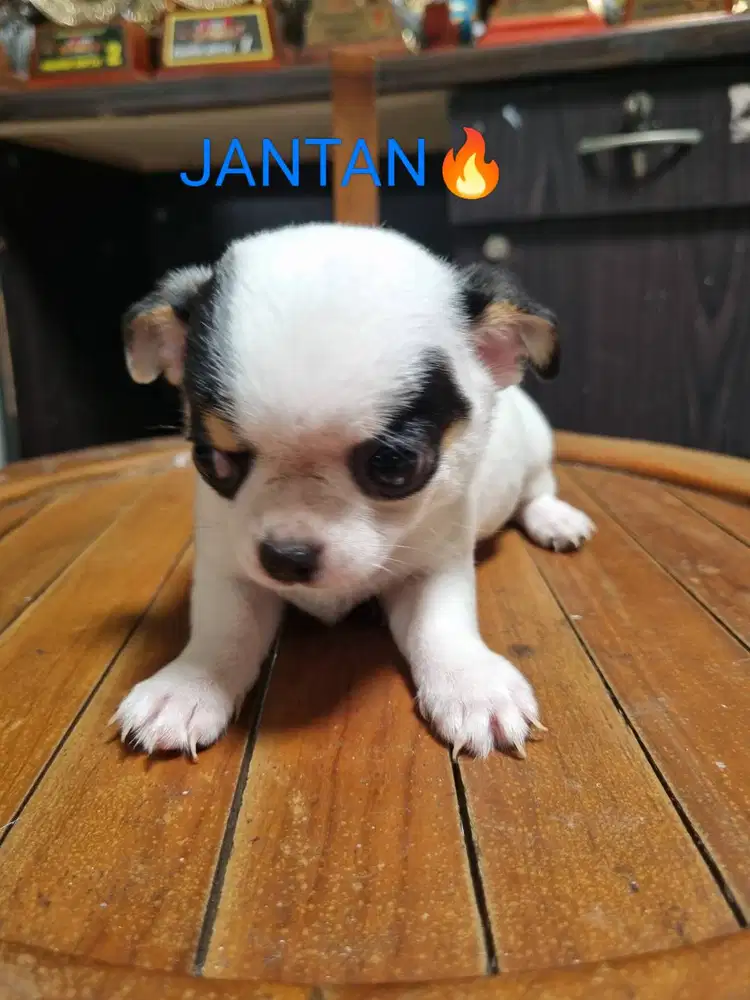 Puppies Mini Chihuahua PURE