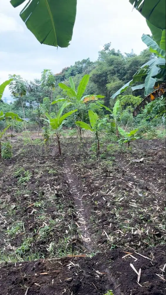 (Dijual Cepat Tanpa Perantara) Tanah untuk Pertanian/Aset Pembangunan