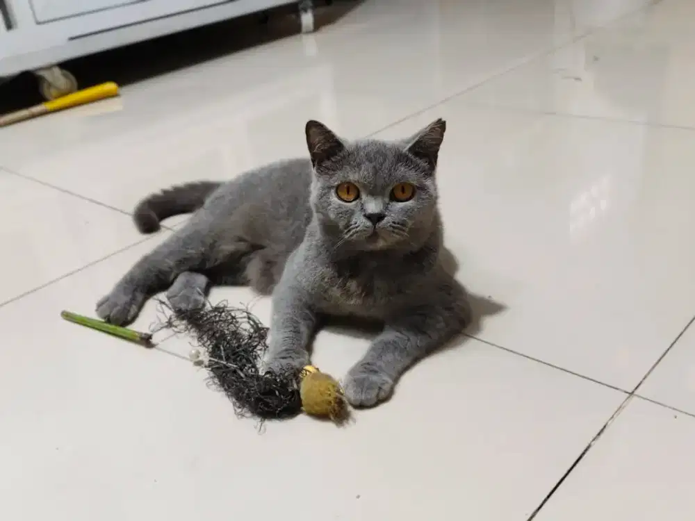 Kucing British Short Hair Blue Tortie Adult