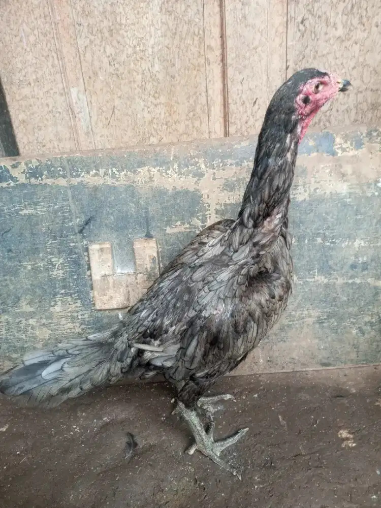 Ayam bangkok mangon, biang/babon siap pro