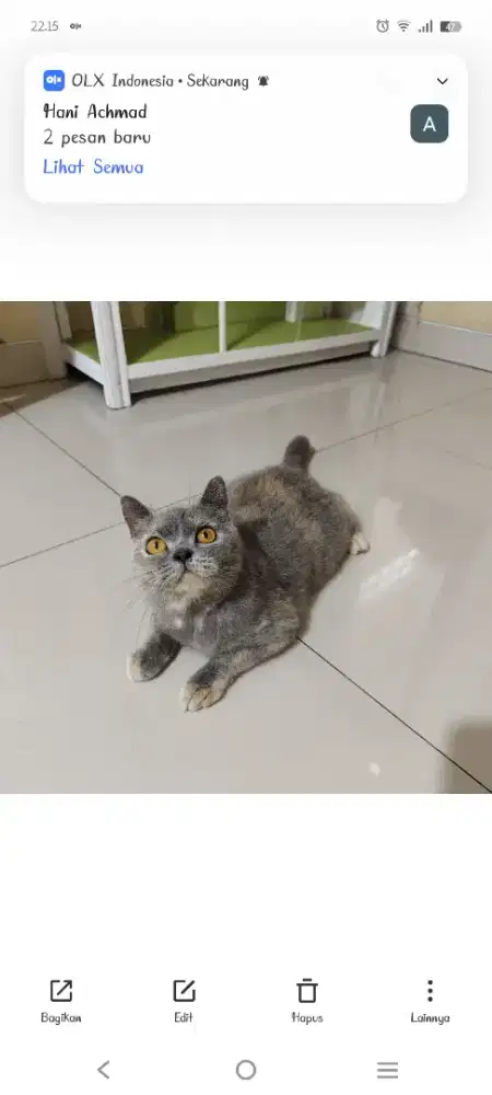 Kucing British Short Hair Tortie Adult