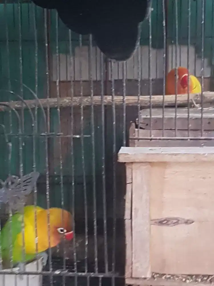 indukan lovebird bawa anak