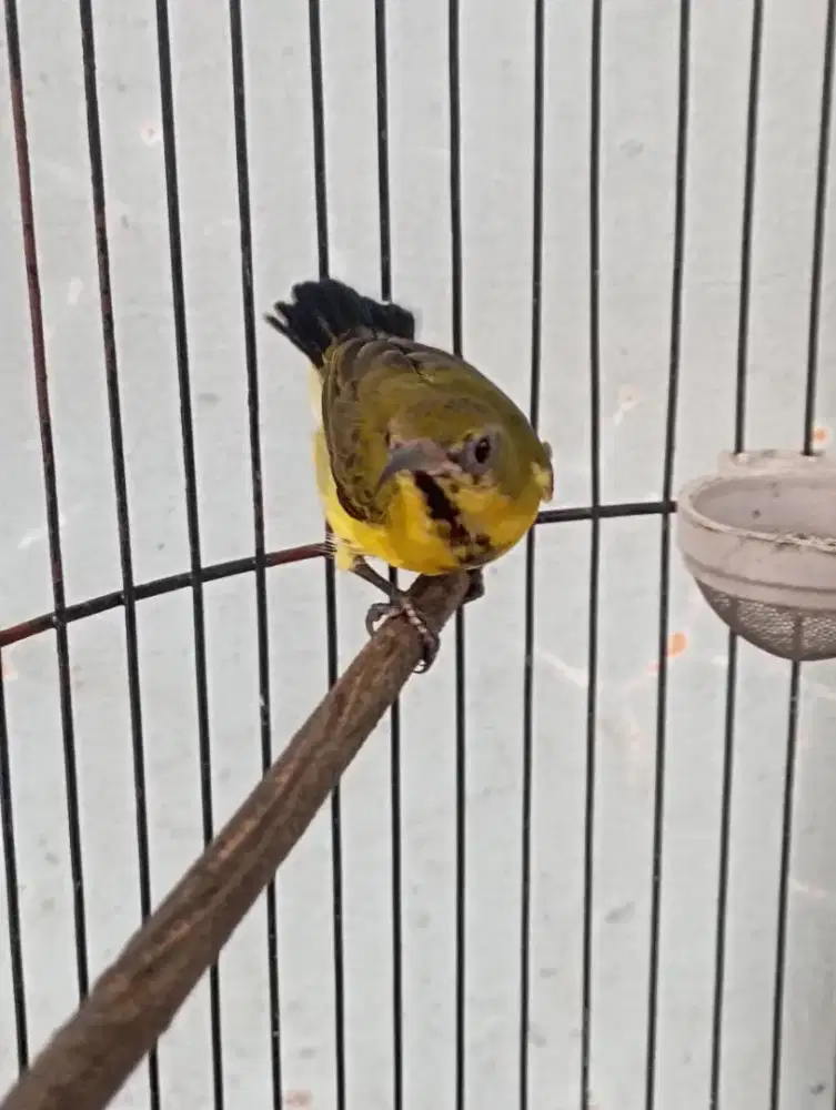 Burung so gon jantan trotol rajin body big