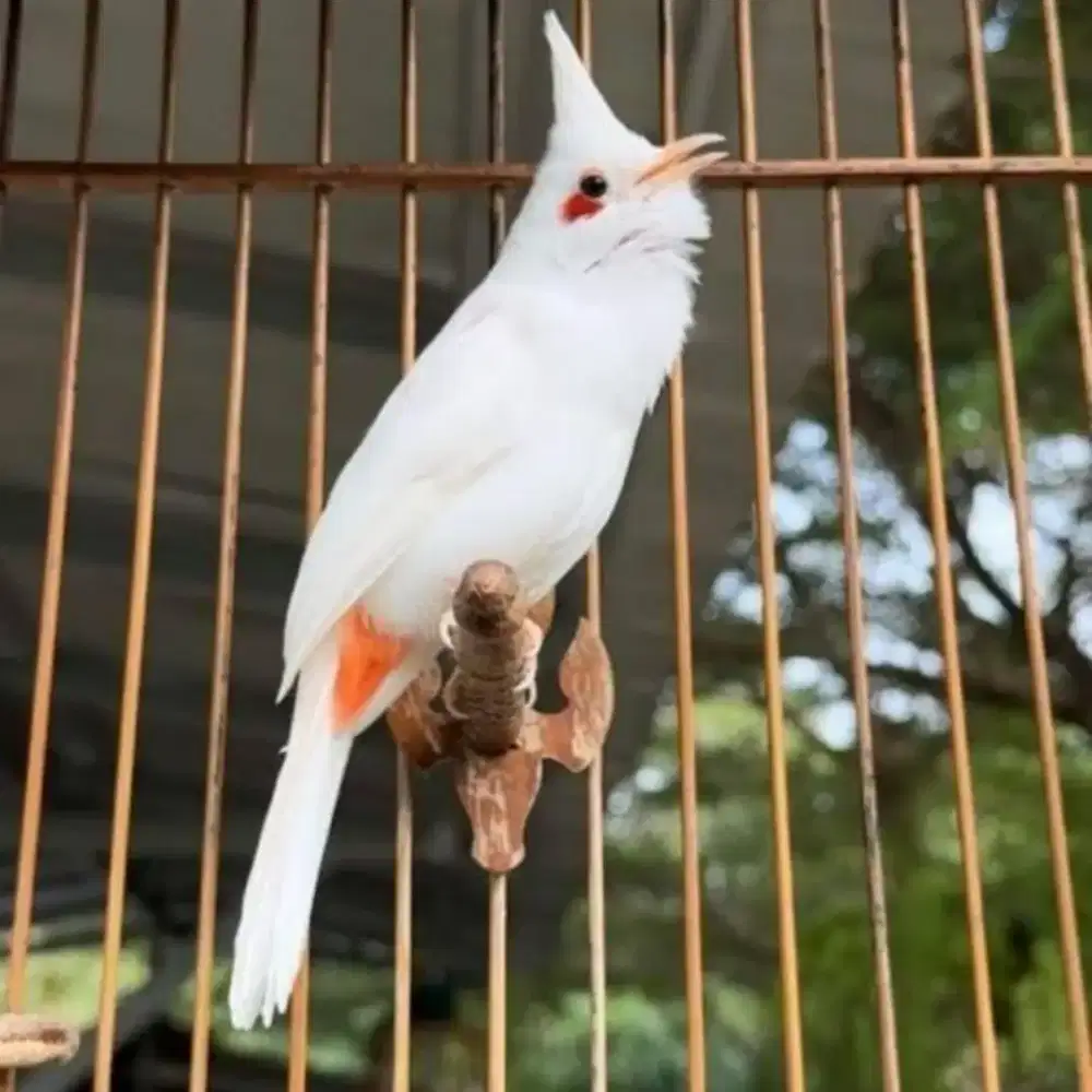 Burung Kutilang dan JaBaLi