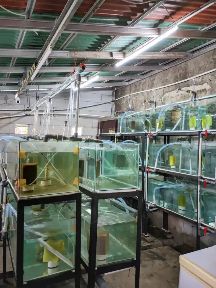 Loker Merawat Ikan Hias di Peternakan