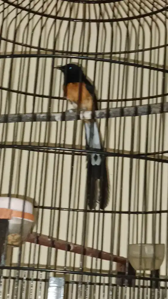 Ex. Burung kontes juara