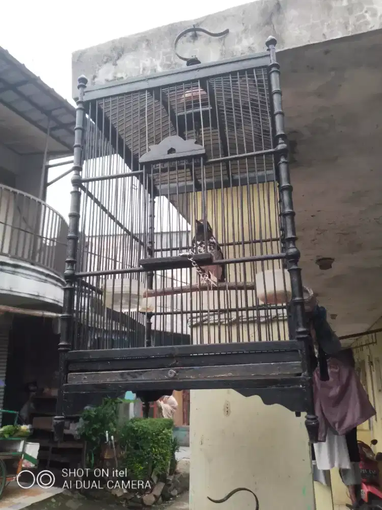 Anis kembang minusan wikplong di BSD