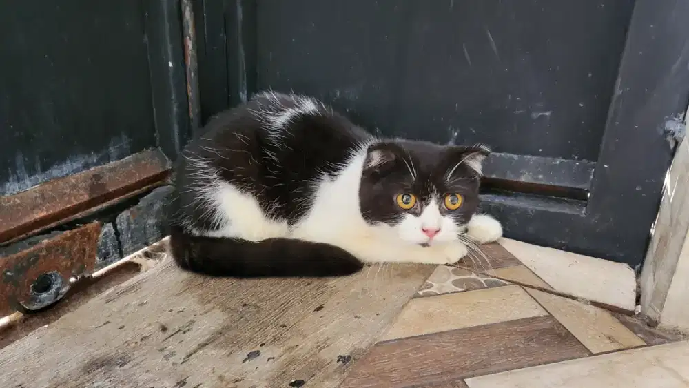 Scottish fold betina