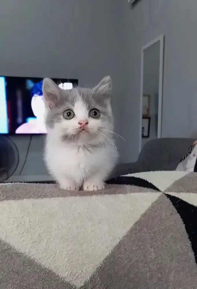 MUNCHKIN BSH BICOLOUR