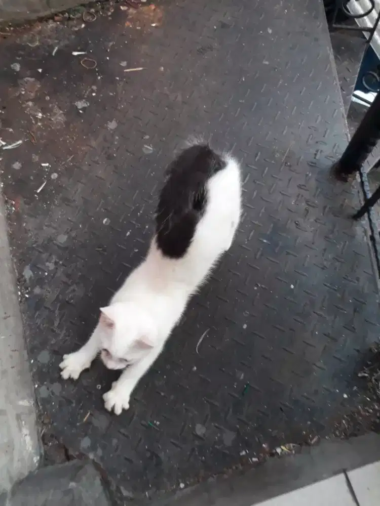 KITTEN ANGPER MIX BABON