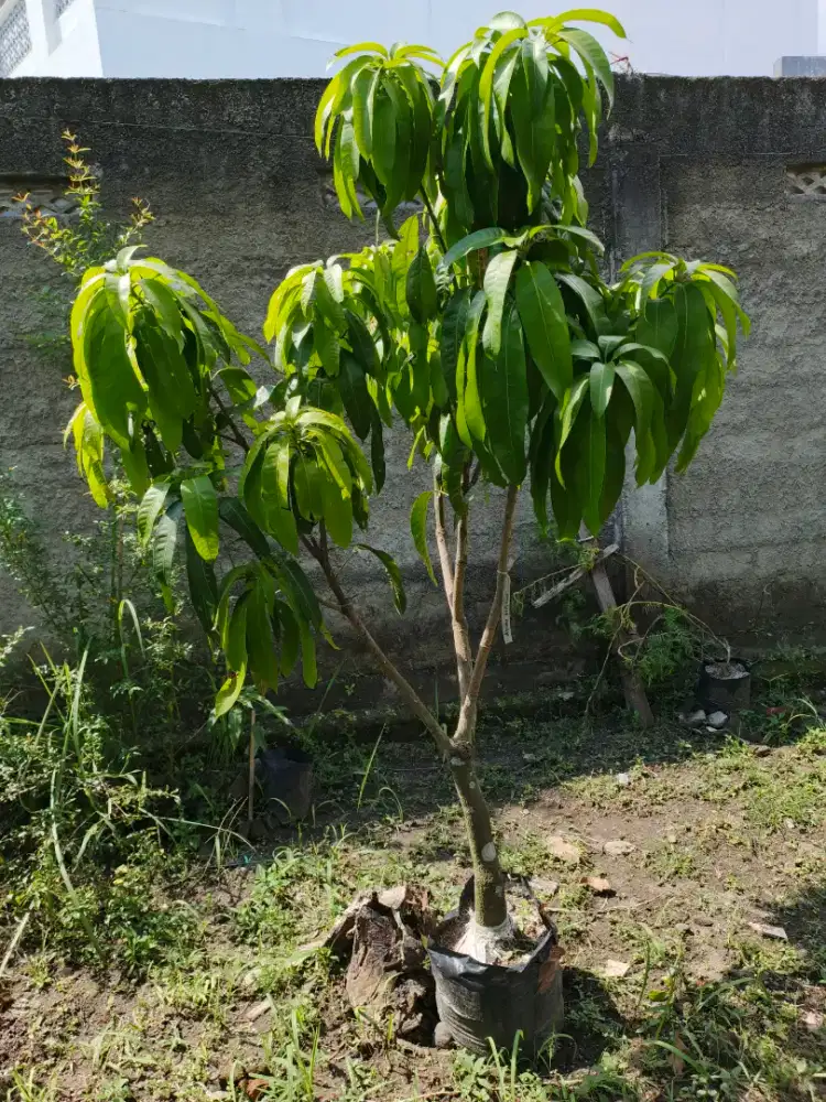 Mangga Kiojay/ Sinawang