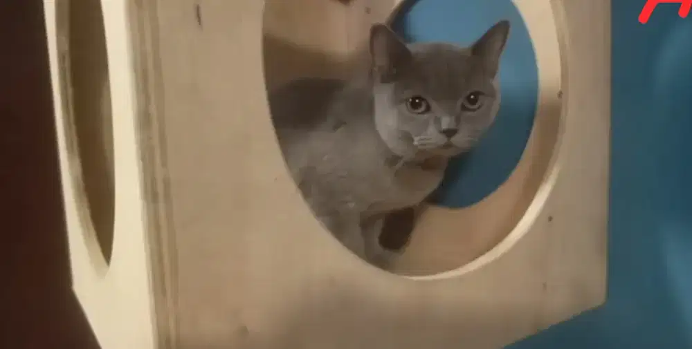 Kucing BSH 5bulan betina