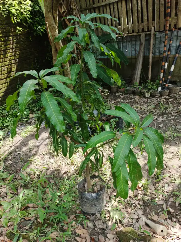 Mangga Okyong/ Ompyong/ Namdokmai