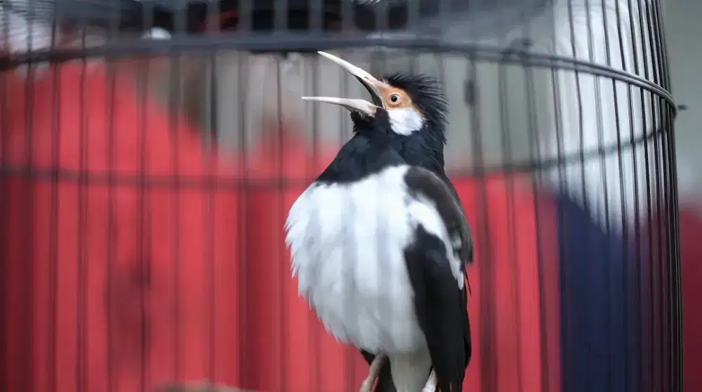 Jalan suren gacor + kandang