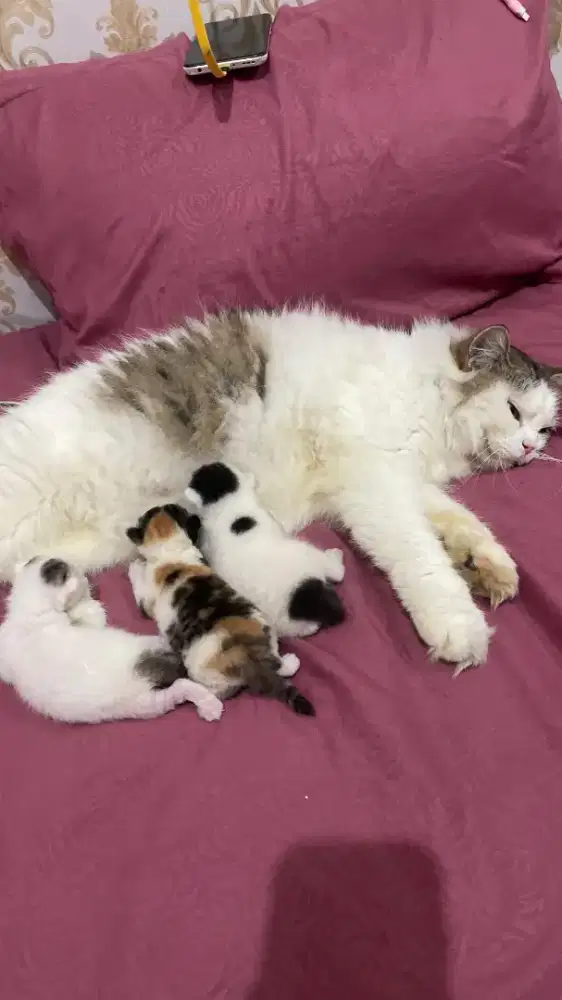 Open Adopt Kucing Rumahan Full Indoor - Sehat, Manja + FREE Keranjang