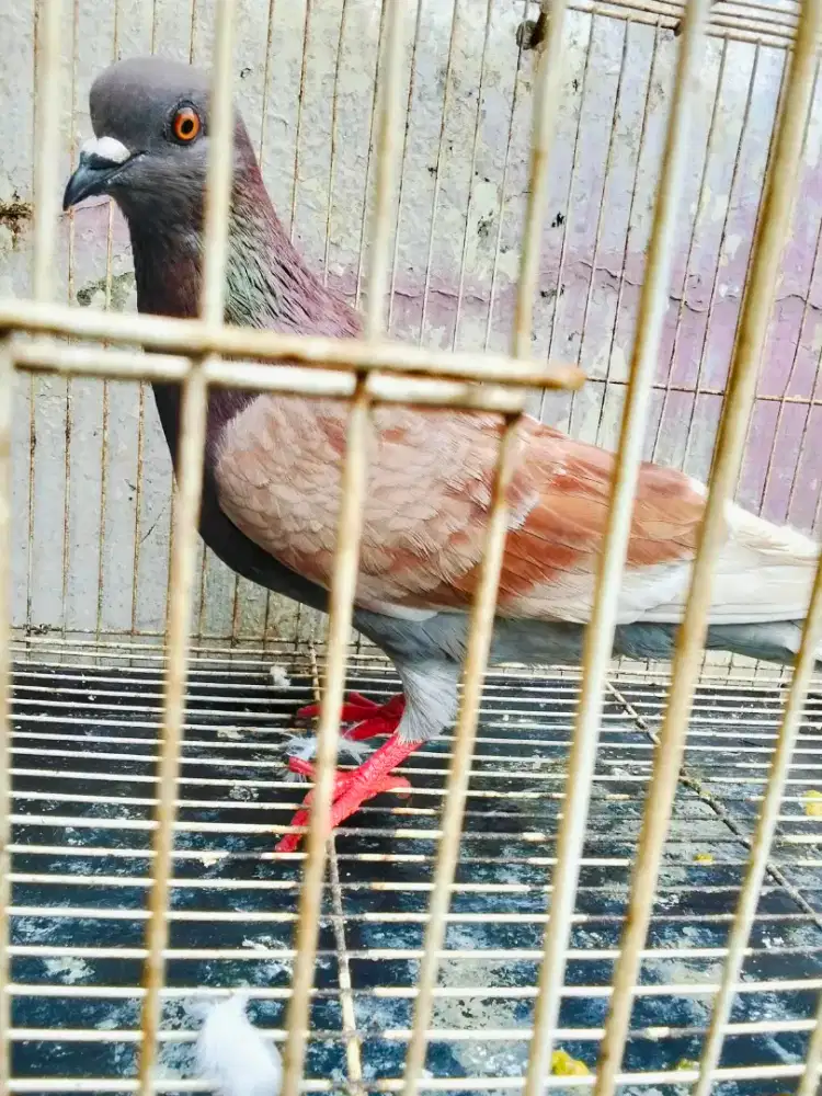 Burung dara bujangan