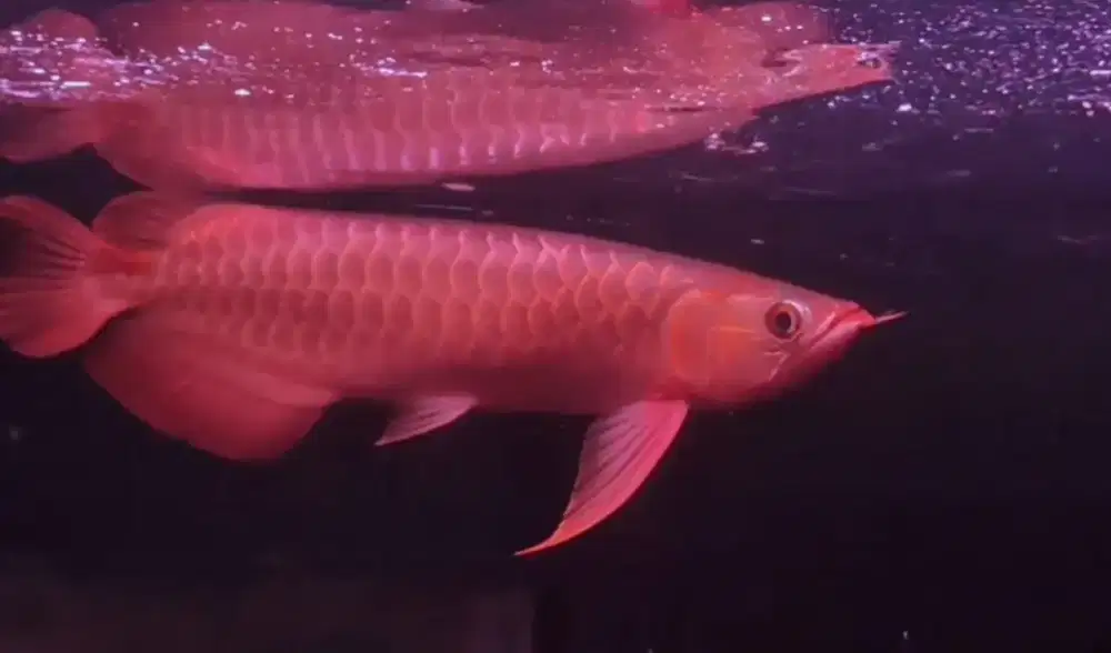 Arwana super red 37cm
