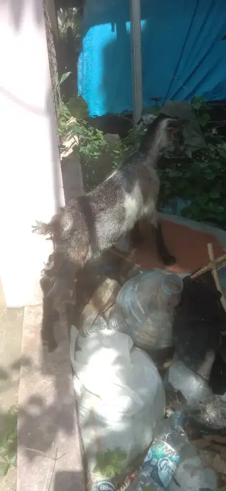 Kambing embe betina Monggo buat daging buat piaran koleksi jinak