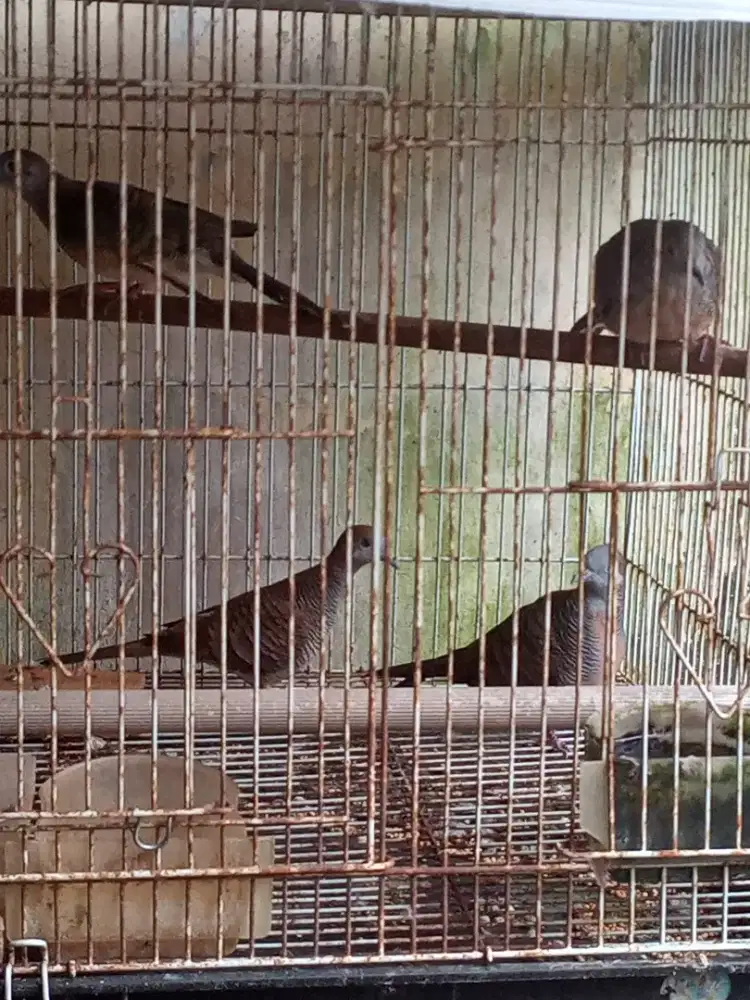 Di borong 4 burung perkutut paud plus k bekas