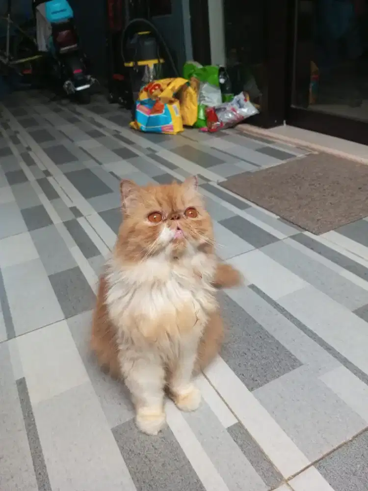 Lepas adopsi peaknose