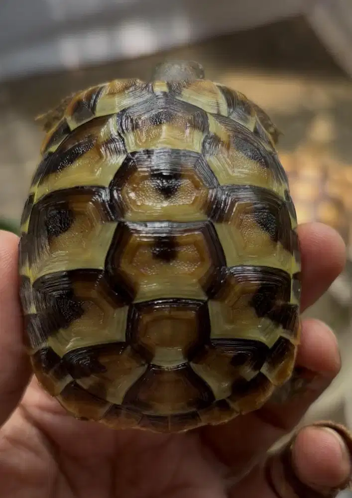 Hermani tortoise size 7 cm aman ga tahan segala cuaca