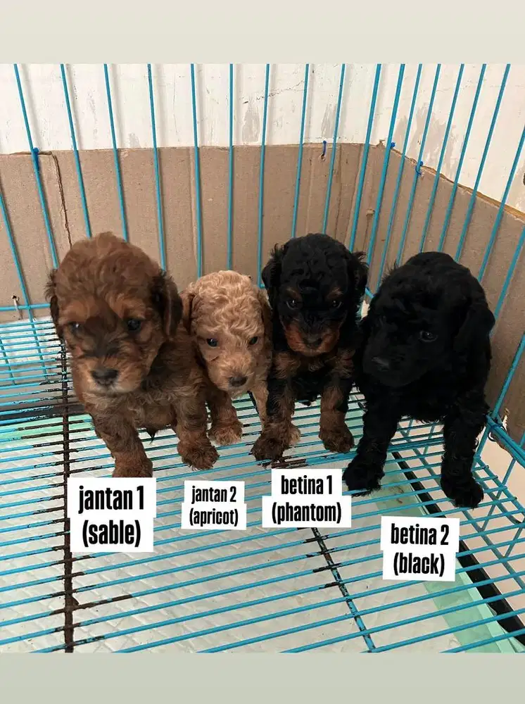 poodle maltipoo jantan betina