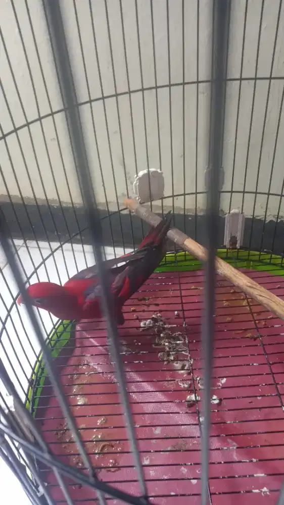 Burung cak emas burja lorri