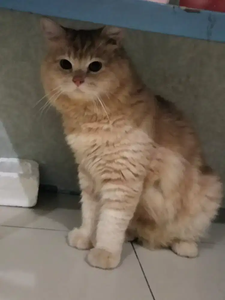 Kucing Persia Medium Dewasa Sehat & Aktif - Siap Adopsi