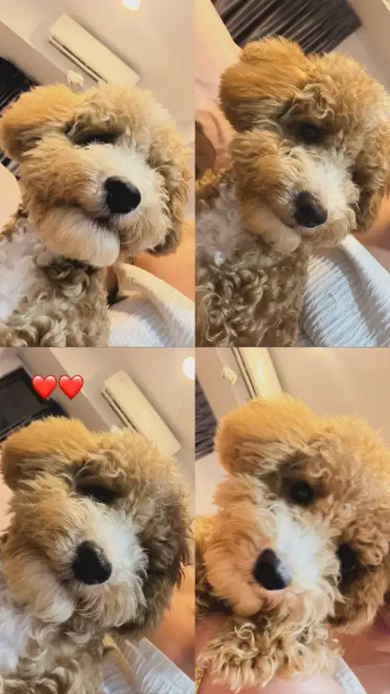 FOR SALE AND NYARI YG MAU ADOP