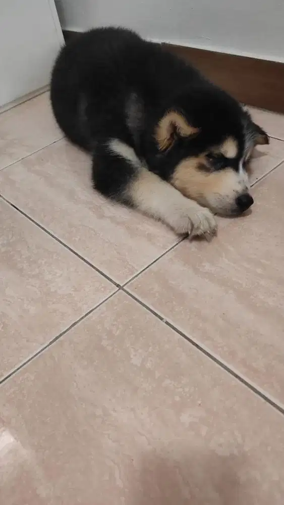Siberian Husky sudah vaksin 1