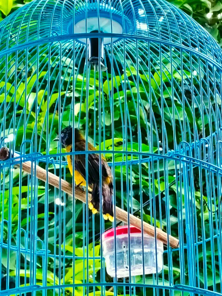 Burung kutilang dan jabali