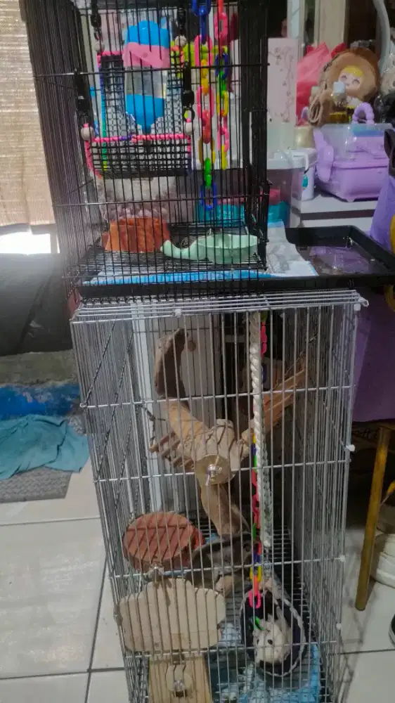 Sugar glider sama kandang smuanya + snack sg@2 juta net