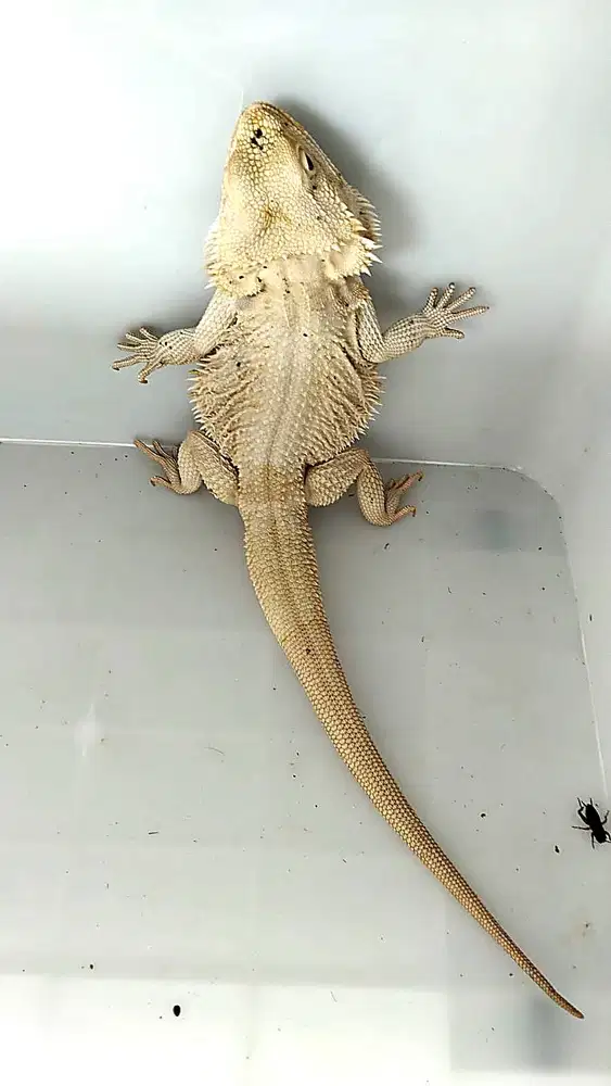 DIJUAL BEARDED DRAGON CERAH & SEHAT Nego Tipis