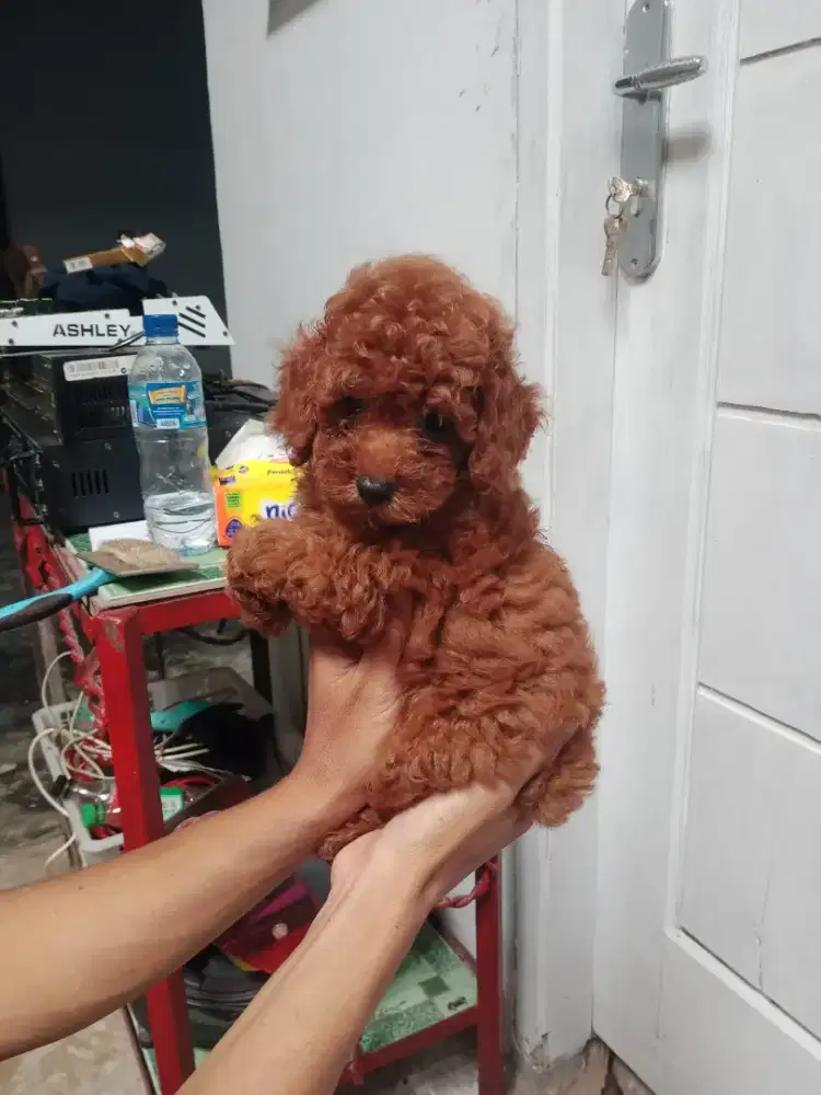 Red poodle toy jantan