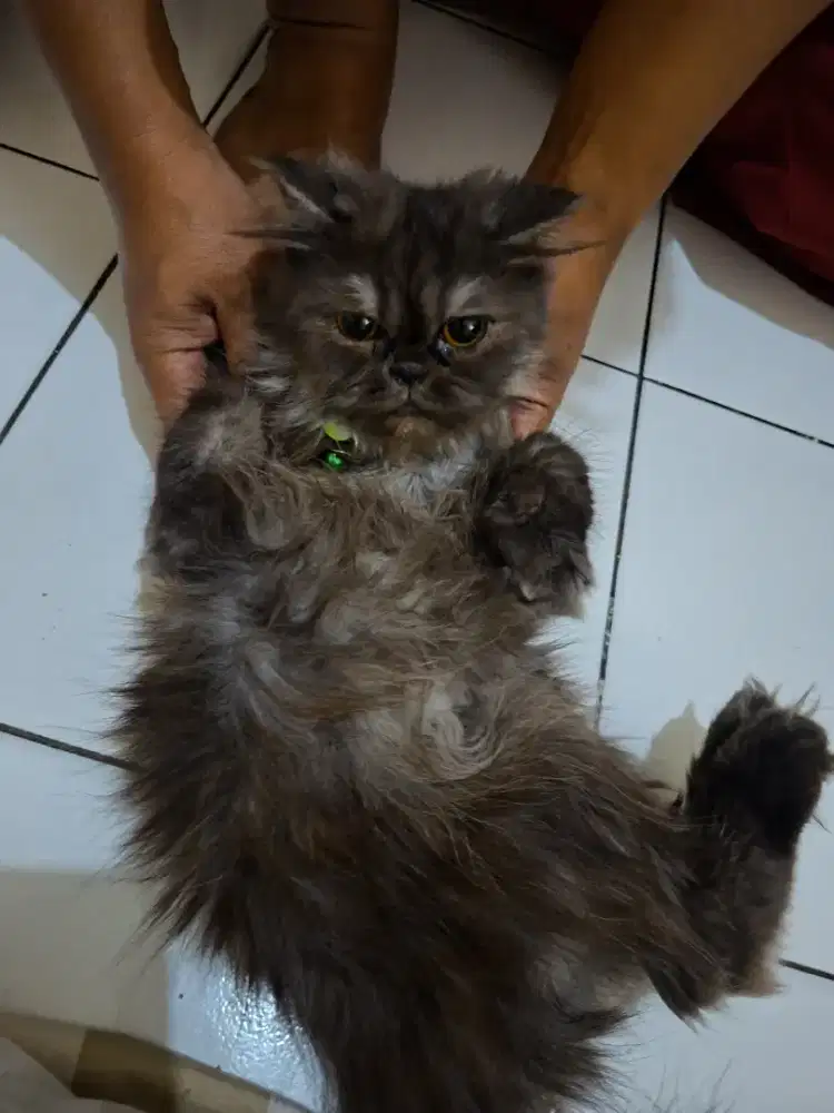 LA Peaknose exo betina 7 bln