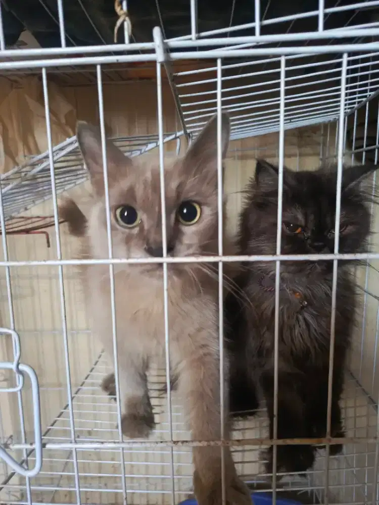 LA Himalaya jantan brown 6 bln