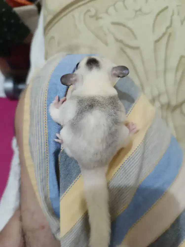Sugar glider joey marble jantan
