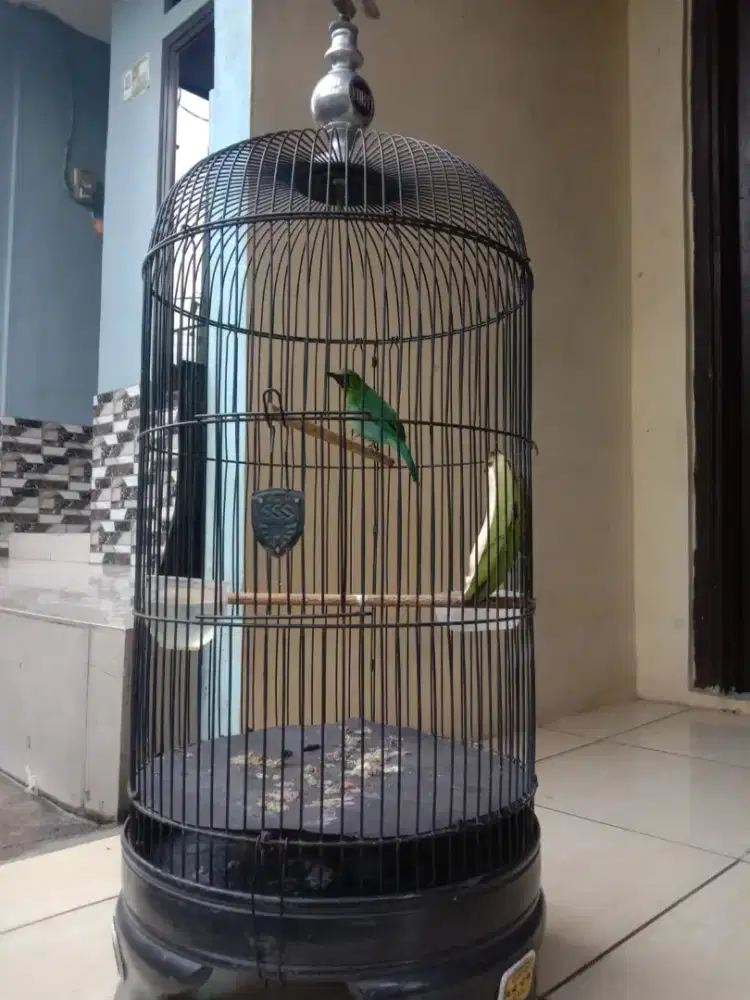 Burung gacor jominiiii