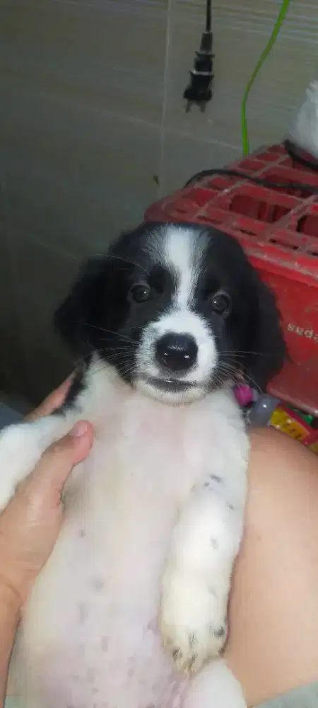 Anak anjing mix Border colie Jantan n betina.