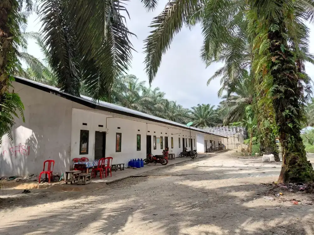 loker perkebunan kelapa sawit