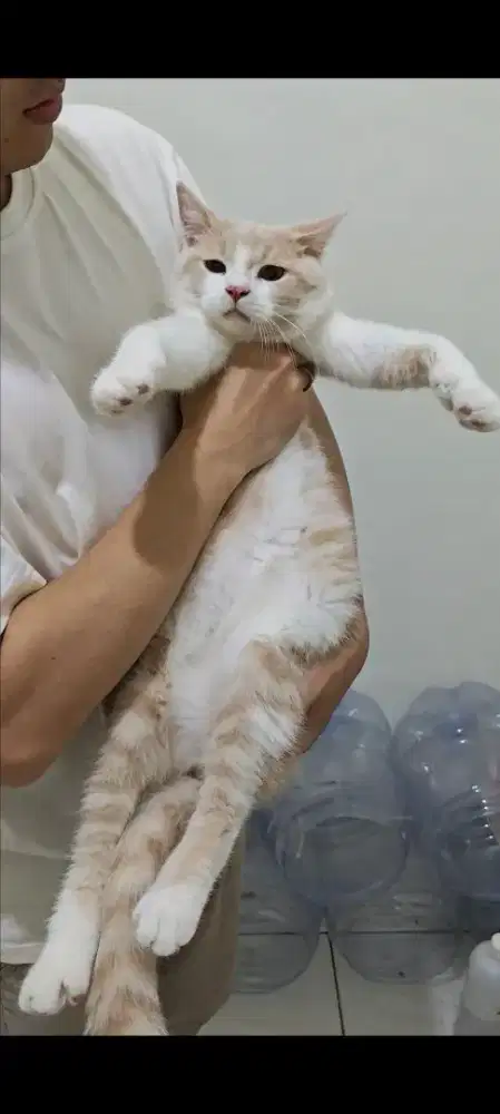 Kucing British Shorthair