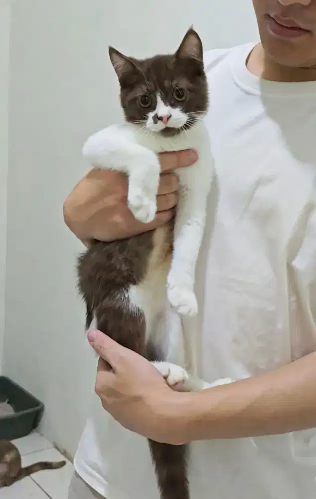 Kucing British Shorthair x Persia Choco Bicolor