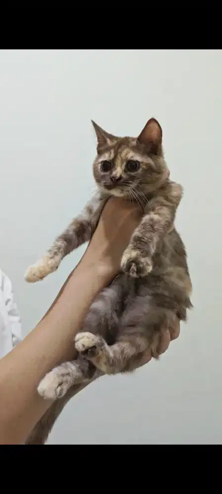 Kucing British Shorthair x Persia Cinnamon Tortie